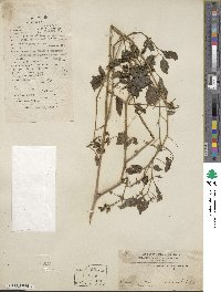 Solanum nigrum image