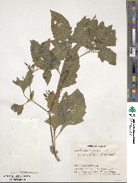 Solanum nigrum image