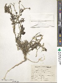 Solanum nigrum image