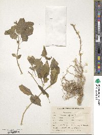 Solanum nigrum image