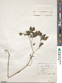 Solanum nigrum image