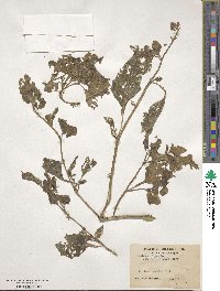 Solanum nigrum image