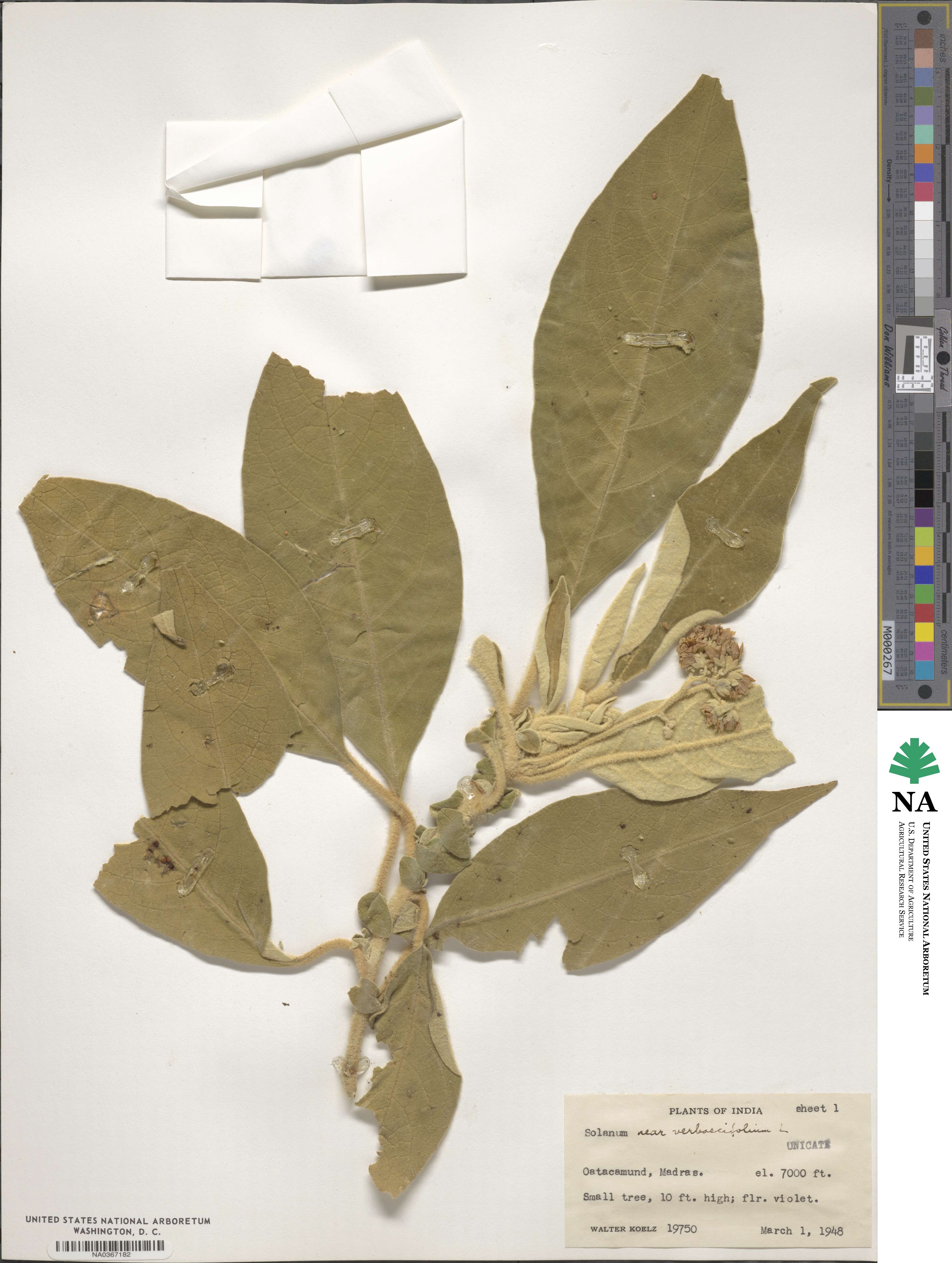 Solanum verbascifolium image