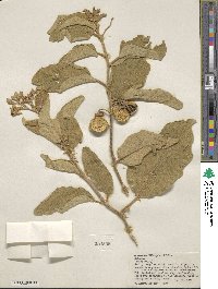 Solanum incanum image