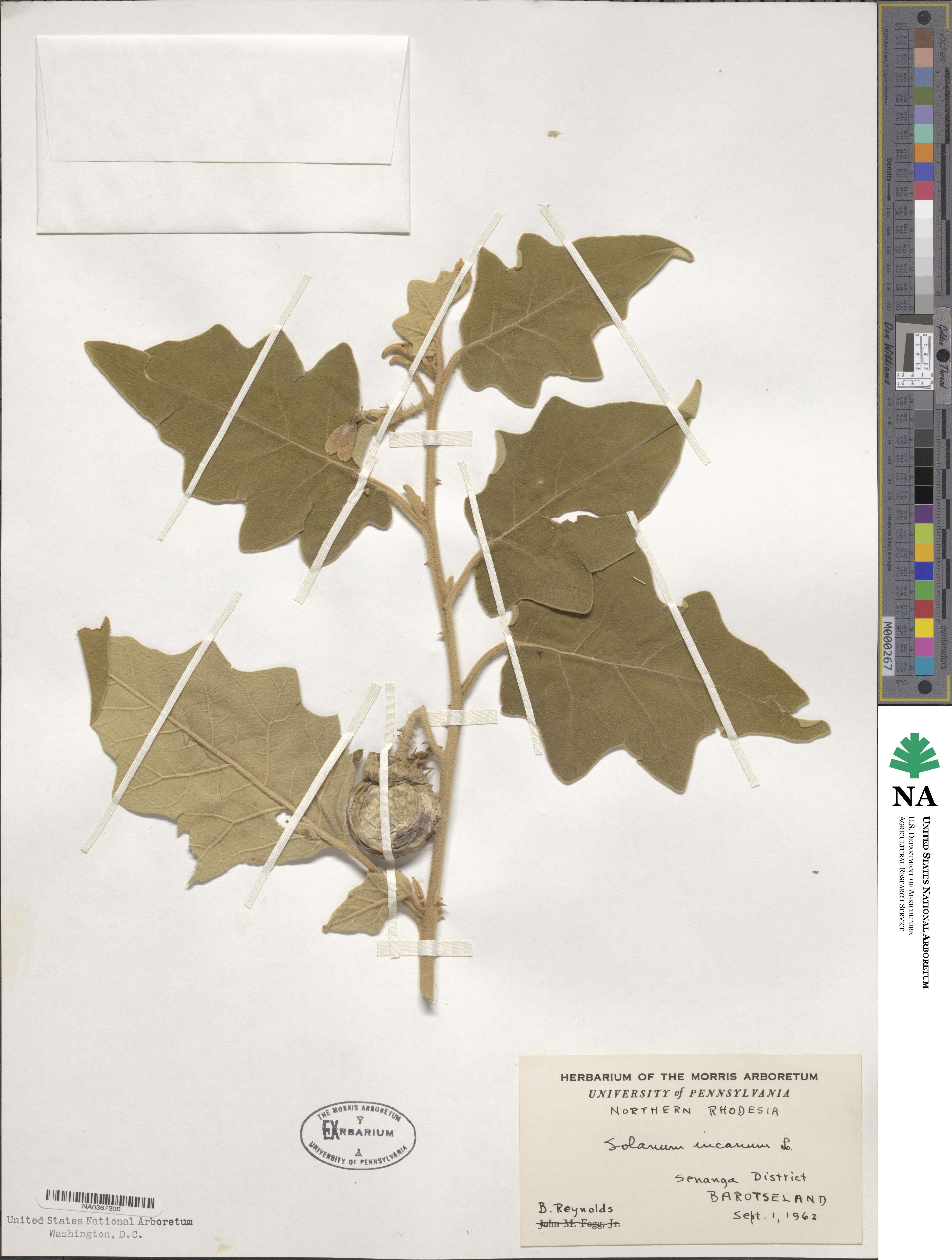 Solanum incanum image