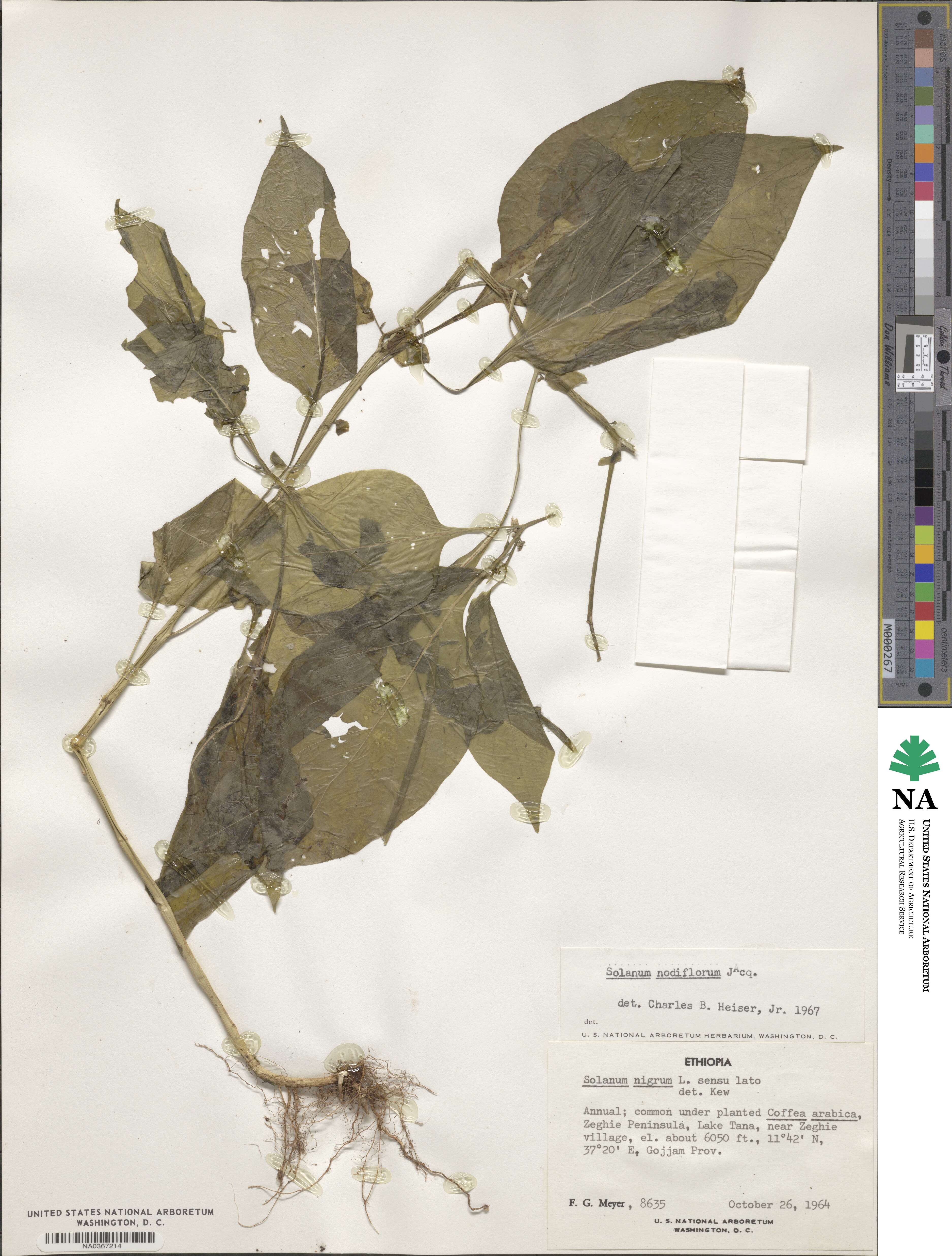 Solanum americanum image