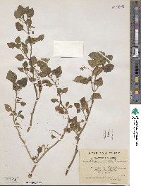 Solanum nigrum image