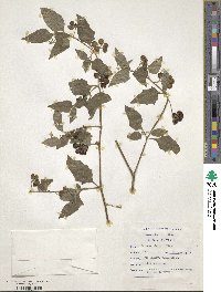 Solanum nigrum image