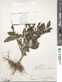 Solanum nigrum image