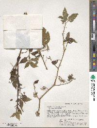 Solanum nigrum image