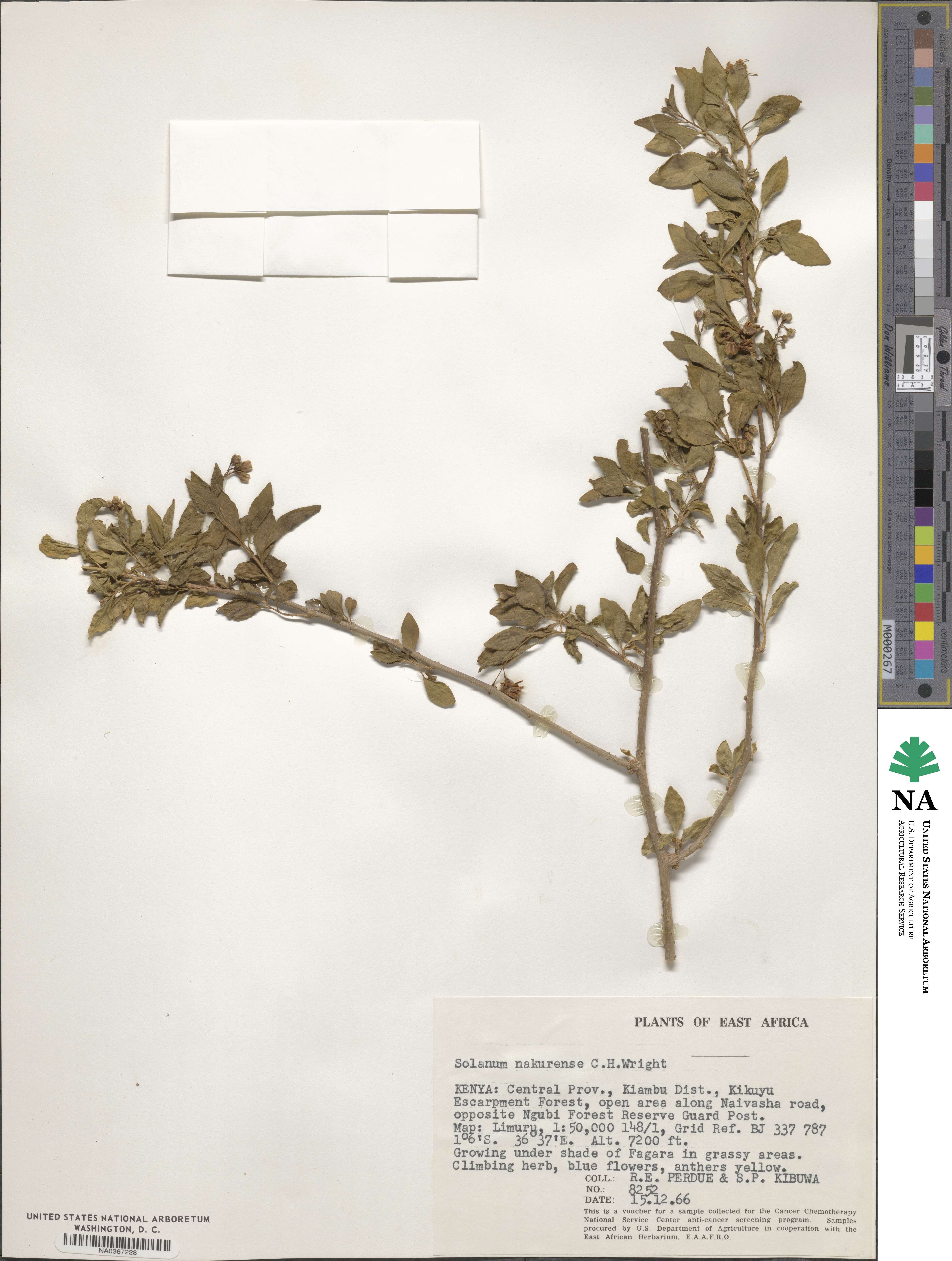 Solanum nakurense image