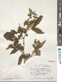 Image of Solanum anguivi