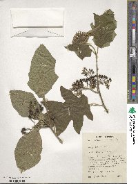 Solanum torvum image