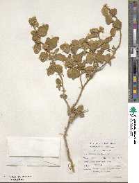 Solanum tomentosum image