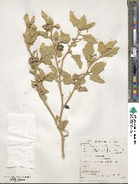 Solanum tomentosum image