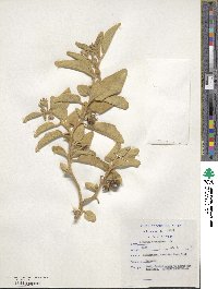 Solanum tomentosum image