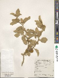 Solanum tomentosum image