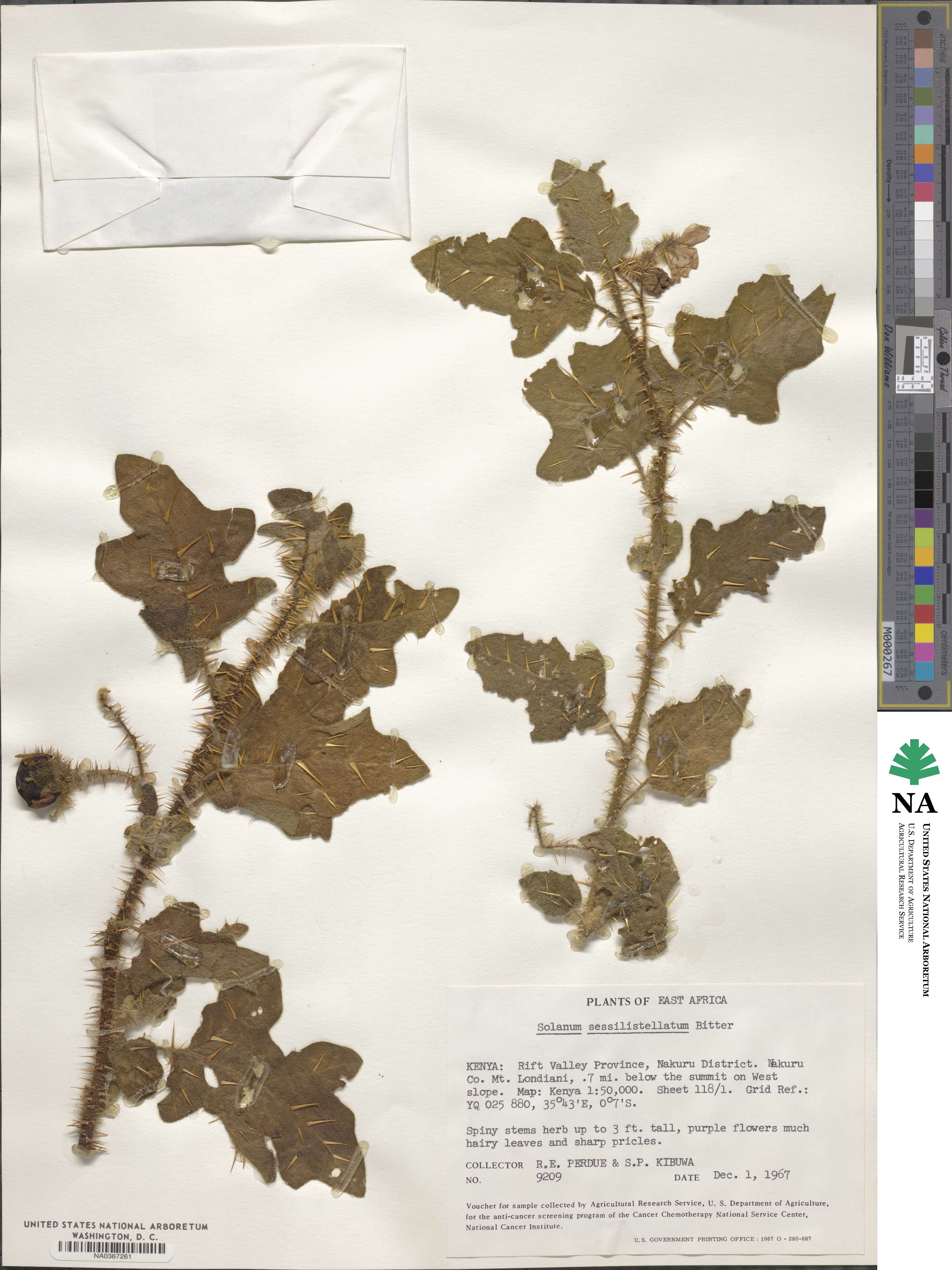Solanum nigriviolaceum image