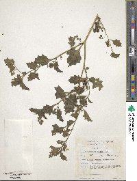 Solanum retroflexum image