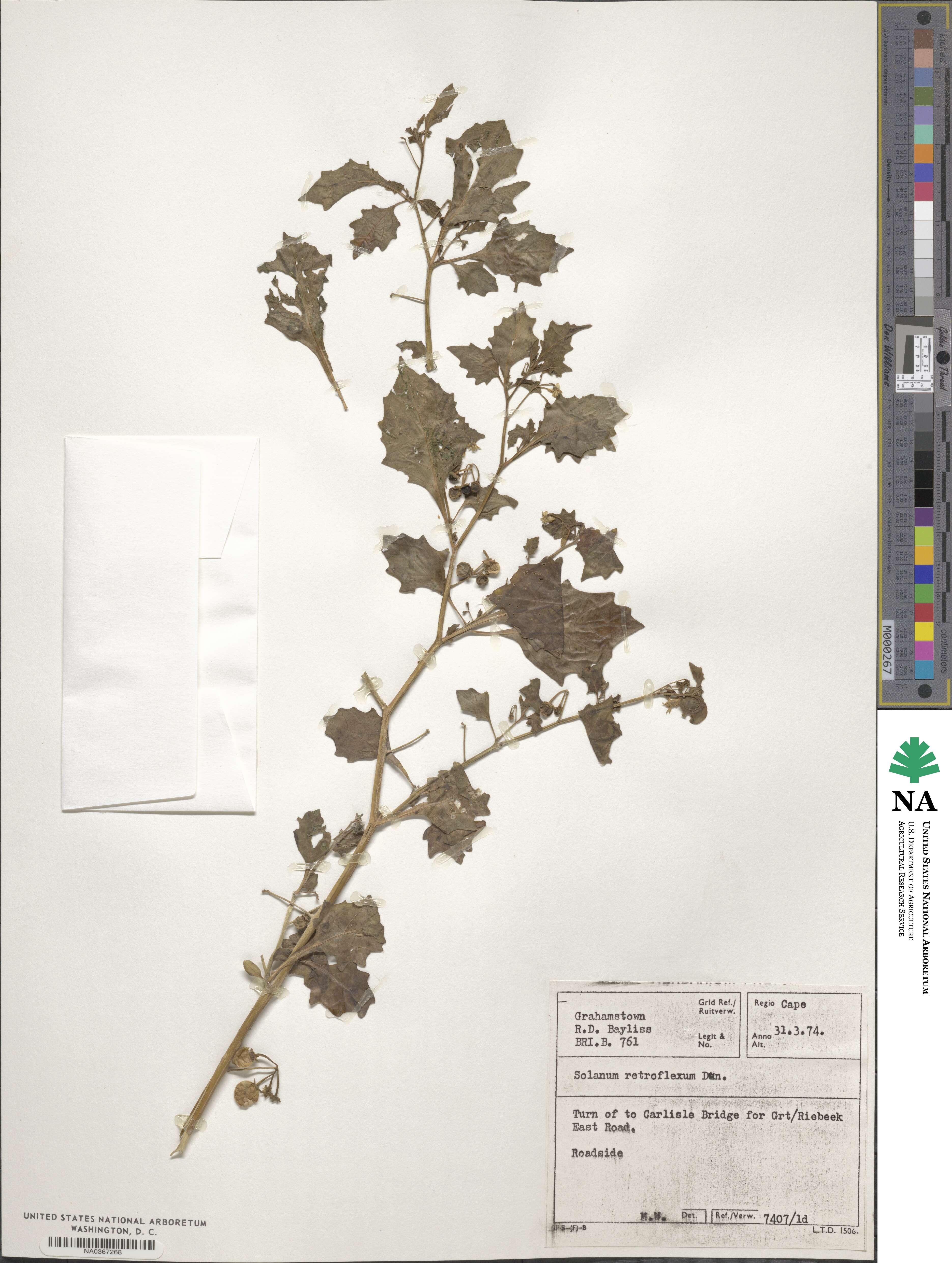 Solanum retroflexum image