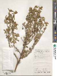 Solanum coactiliferum image