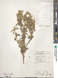 Solanum coactiliferum image