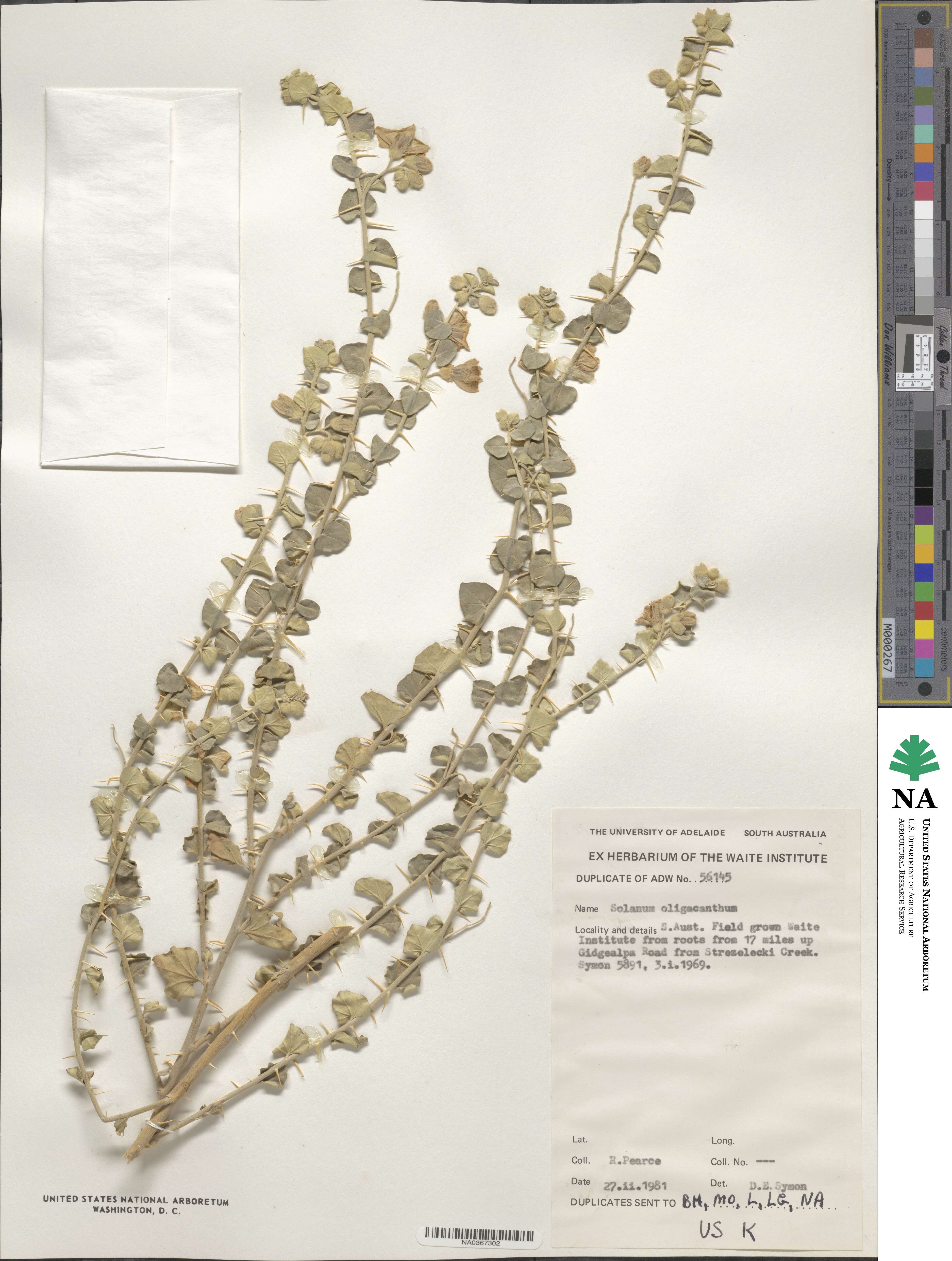 Solanum oligacanthum image