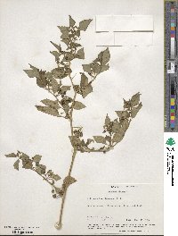 Solanum nigrum image