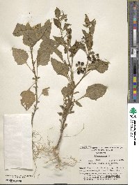 Solanum nigrum image