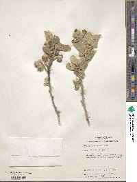 Solanum lasiophyllum image