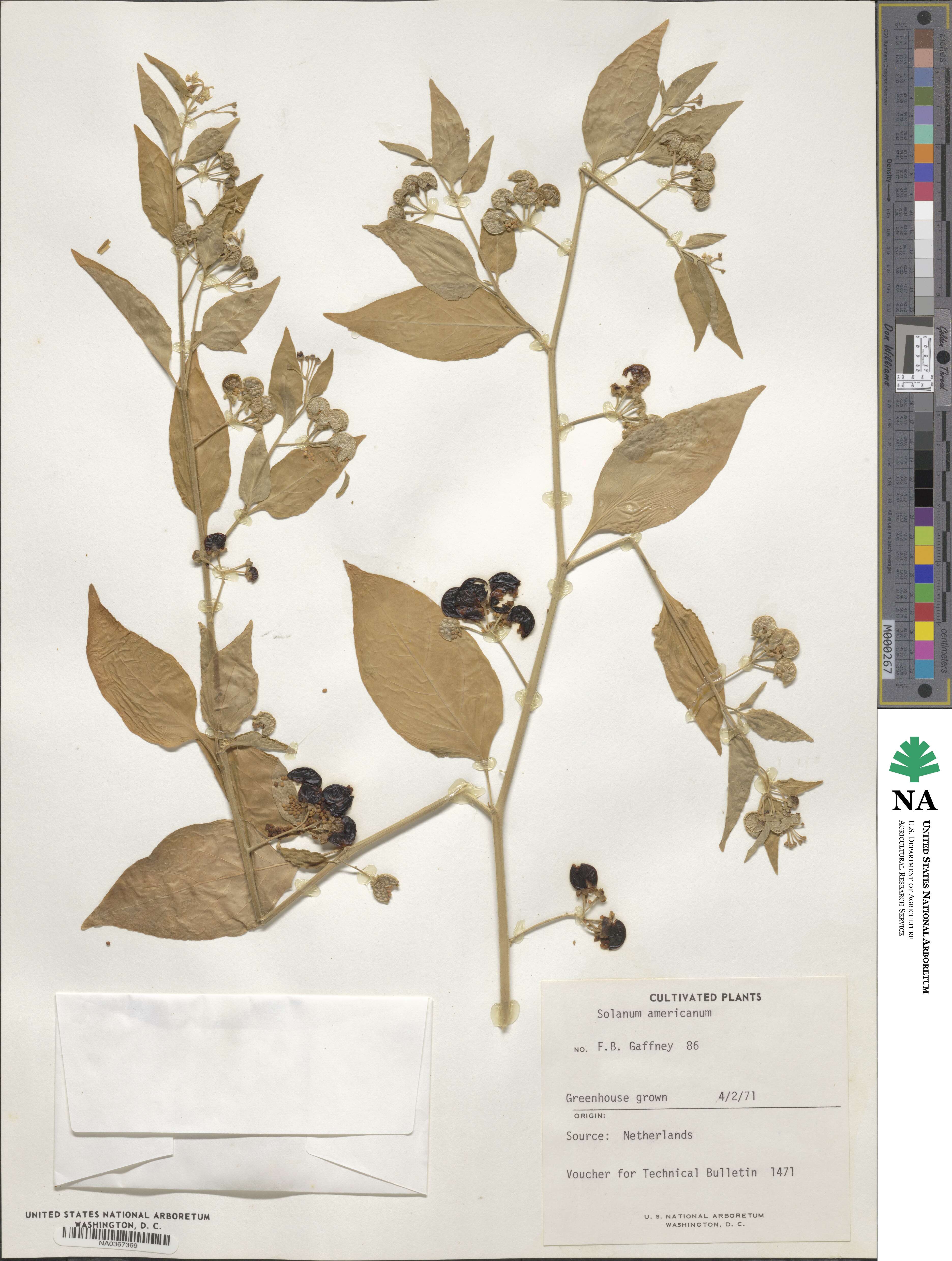 Solanum americanum image