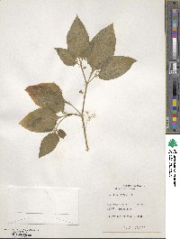 Solanum americanum image