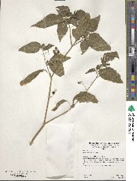 Solanum americanum image