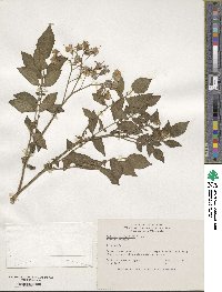 Solanum berthaultii image