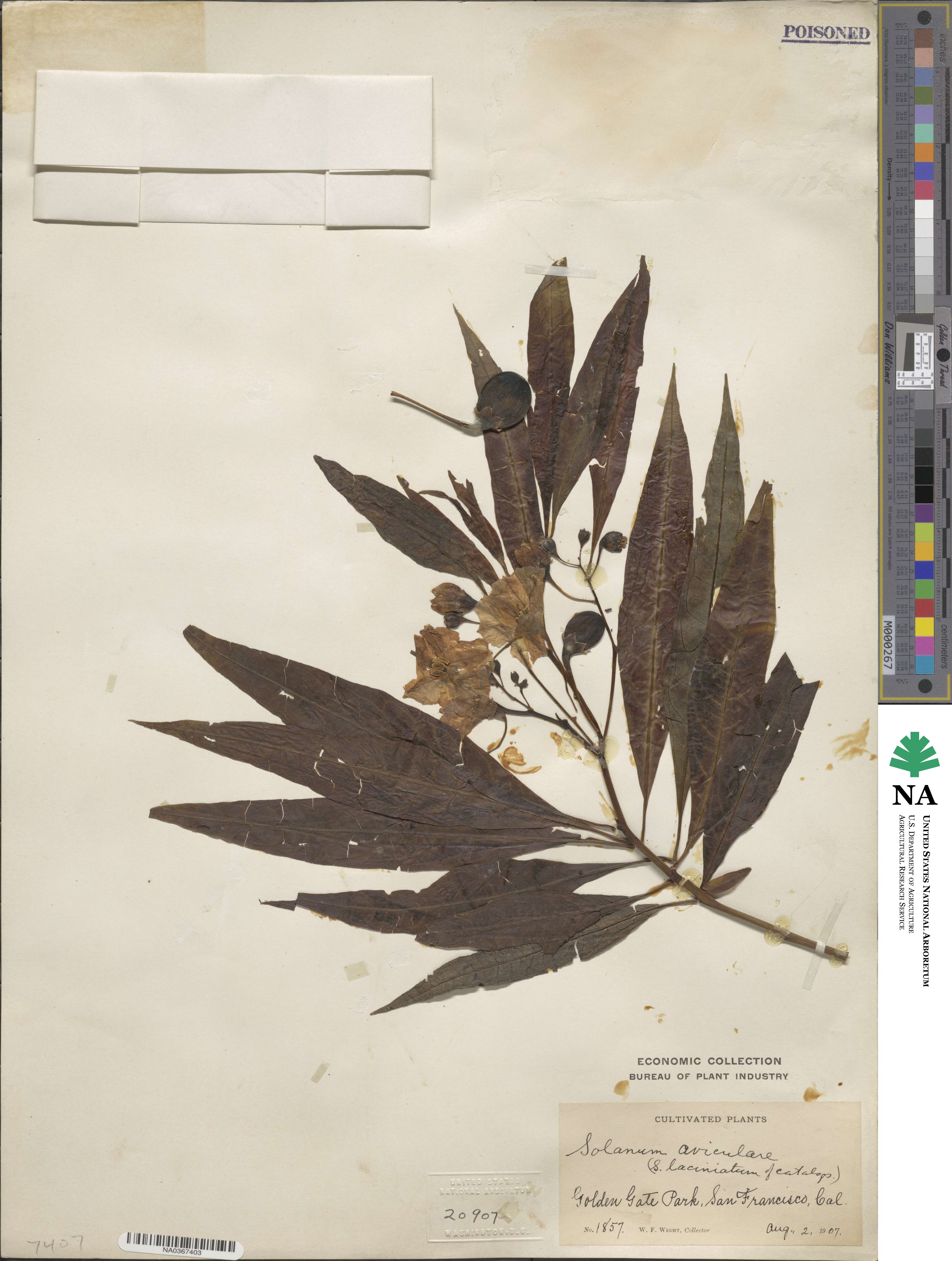 Solanum aviculare image