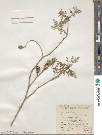 Solanum citrullifolium image