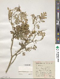 Solanum citrullifolium image