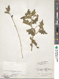 Solanum carolinense image