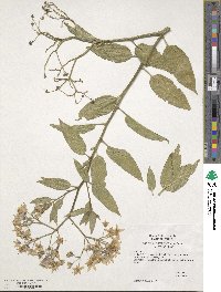 Solanum crispum image