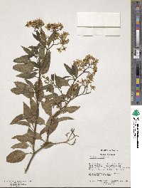 Solanum crispum image