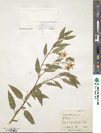 Solanum crispum image