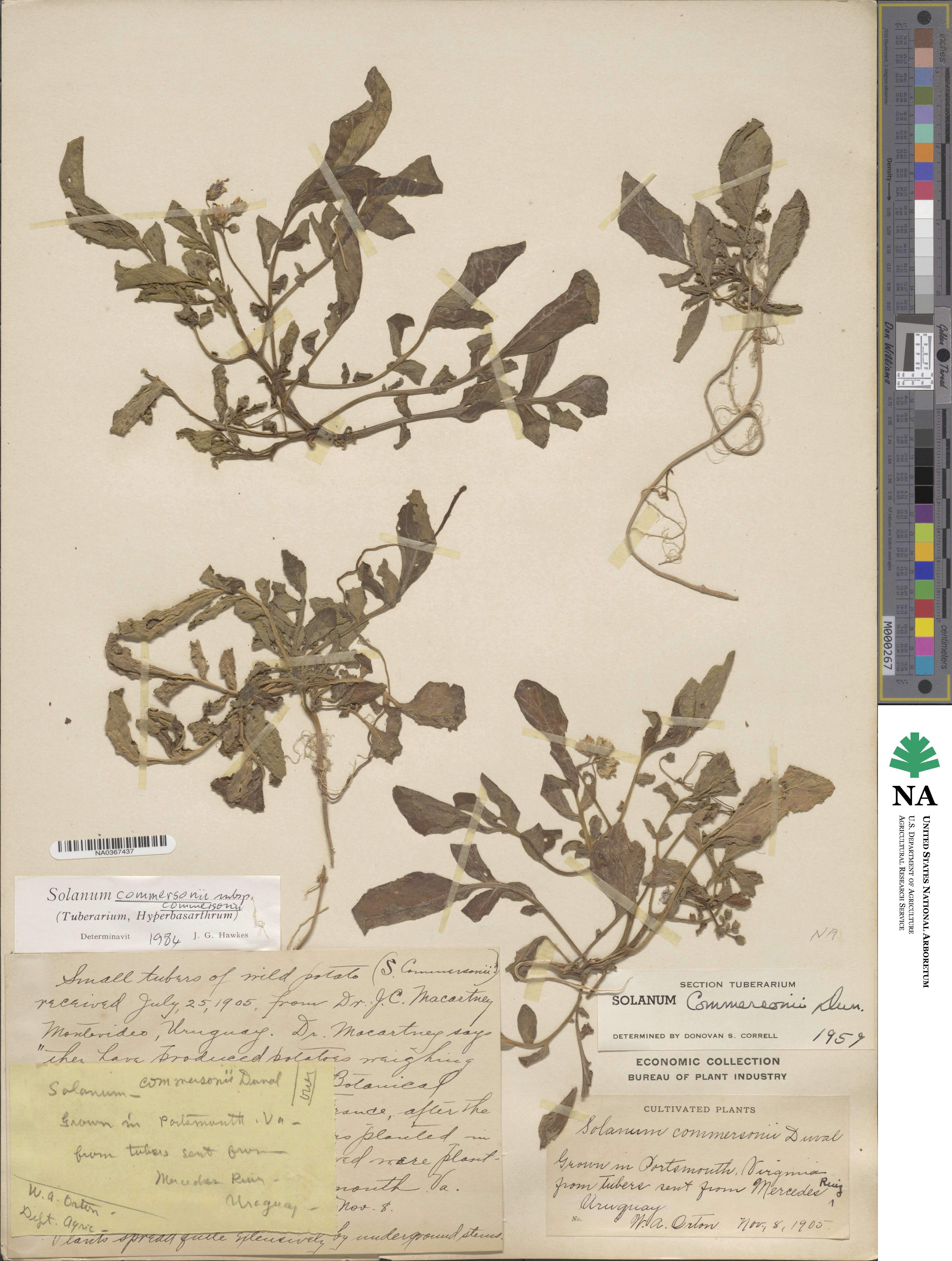 Solanum commersonii image