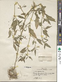 Solanum douglasii image