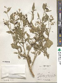 Solanum douglasii image