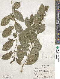 Solanum diphyllum image