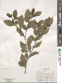 Solanum diphyllum image