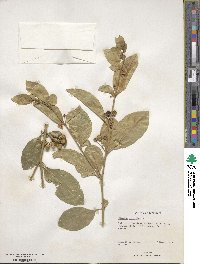 Solanum diphyllum image