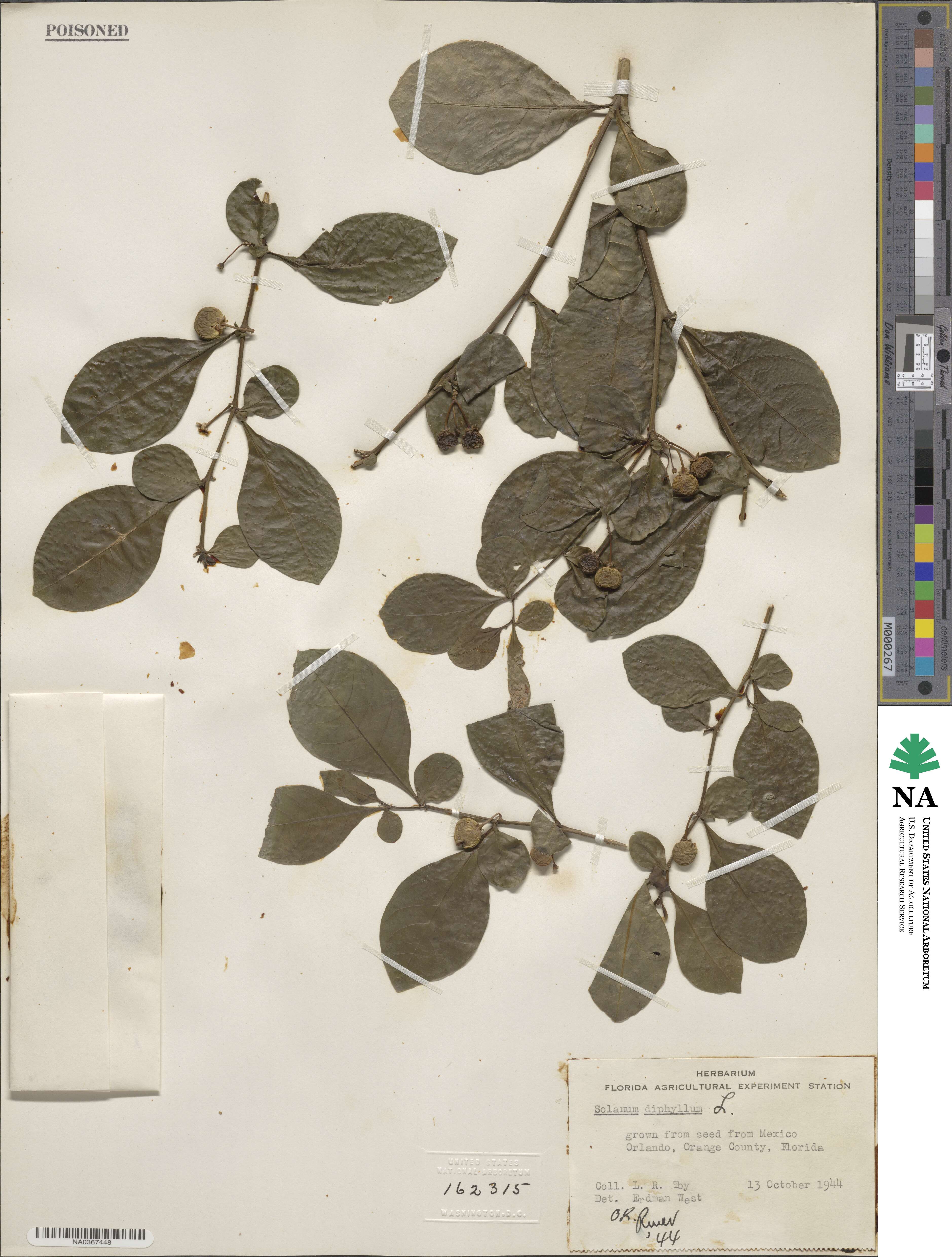 Solanum diphyllum image