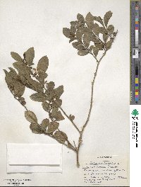 Solanum diphyllum image