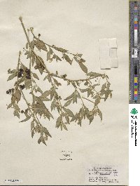 Solanum gracile image